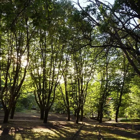 The Grove גימראייש