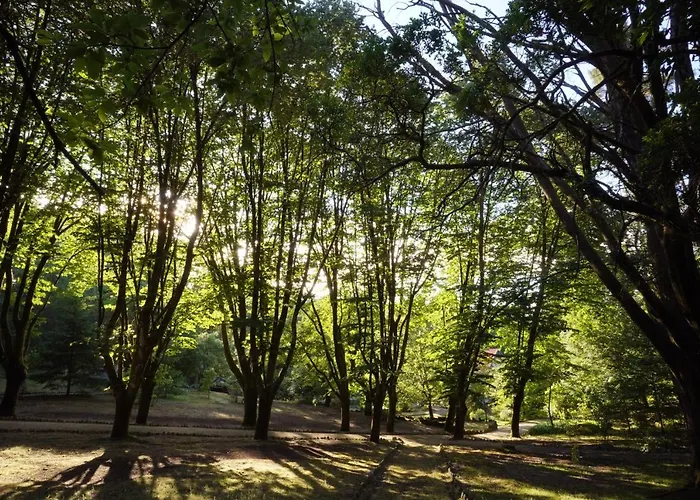 The Grove Guimarães